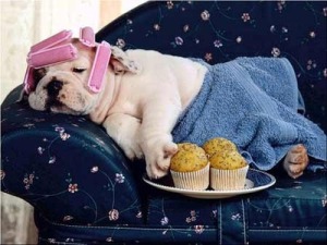 lazy dog wearing rollers and eating muffins